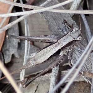 Tettigoniidae (family) at Cook, ACT - 24 Mar 2019 11:47 AM