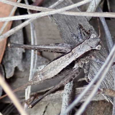 Tettigoniidae (family) (Unidentified katydid) at Cook, ACT - 24 Mar 2019 by CathB