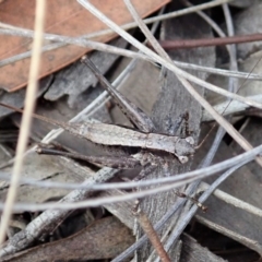 Tettigoniidae (family) at Cook, ACT - 24 Mar 2019 11:47 AM