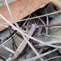 Tettigoniidae (family) at Cook, ACT - 24 Mar 2019 11:47 AM