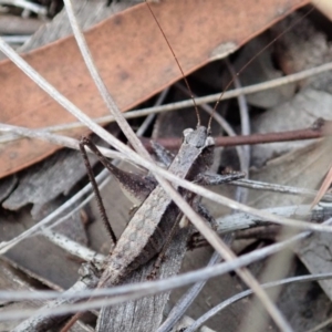 Tettigoniidae (family) at Cook, ACT - 24 Mar 2019