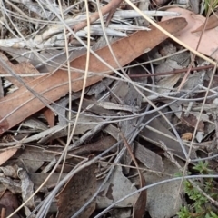 Tettigoniidae (family) at Cook, ACT - 24 Mar 2019