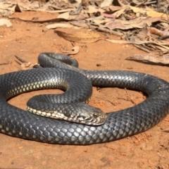 Austrelaps ramsayi (Highlands Copperhead) at Mount Clear, ACT - 24 Mar 2019 by AndrewCB