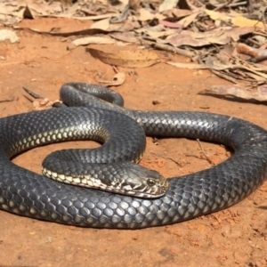 Austrelaps ramsayi at Mount Clear, ACT - 24 Mar 2019 12:46 PM