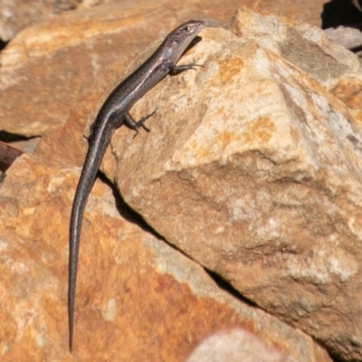 Lampropholis guichenoti (Common Garden Skink) at Paddys River, ACT - 19 Mar 2019 by SWishart