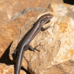 Lampropholis guichenoti at Paddys River, ACT - 20 Mar 2019