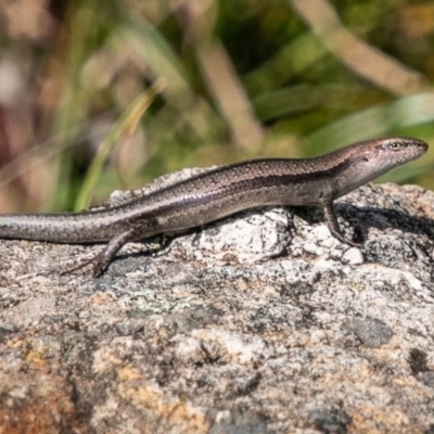 Lampropholis guichenoti (Common Garden Skink) at Paddys River, ACT - 20 Mar 2019 by SWishart