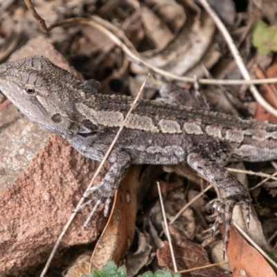 Amphibolurus muricatus (Jacky Lizard) at Paddys River, ACT - 20 Mar 2019 by SWishart