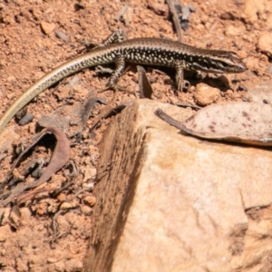 Eulamprus heatwolei at Paddys River, ACT - 20 Mar 2019