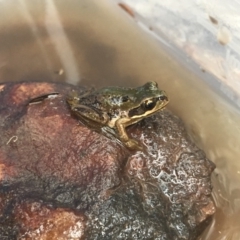 Litoria verreauxii verreauxii (Whistling Tree-frog) at Mount Clear, ACT - 23 Mar 2019 by AndrewCB