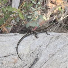 Pseudemoia spenceri (Spencer's Skink) at Mount Clear, ACT - 24 Mar 2019 by AndrewCB