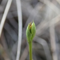 Speculantha rubescens (Blushing Tiny Greenhood) at Cook, ACT - 24 Mar 2019 by CathB