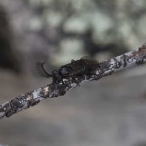 Polyclonus atratus at Michelago, NSW - 17 Mar 2019 10:53 AM