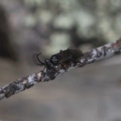 Polyclonus atratus at Michelago, NSW - 17 Mar 2019 10:53 AM