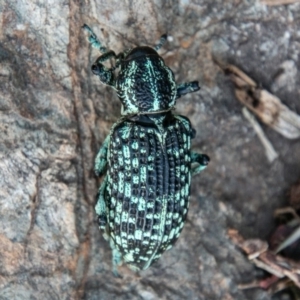 Chrysolopus spectabilis at Paddys River, ACT - 20 Mar 2019 01:50 PM