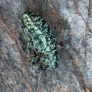 Chrysolopus spectabilis at Paddys River, ACT - 20 Mar 2019 01:50 PM