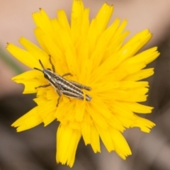 Monistria concinna (Southern Pyrgomorph) at Paddys River, ACT - 20 Mar 2019 by SWishart