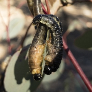 Perginae sp. (subfamily) at Michelago, NSW - 22 Jul 2018 11:44 AM