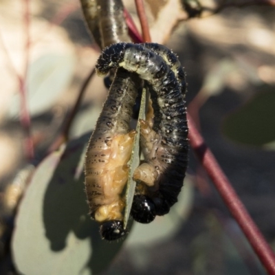 Perginae sp. (subfamily) (Unidentified pergine sawfly) at Michelago, NSW - 22 Jul 2018 by Illilanga