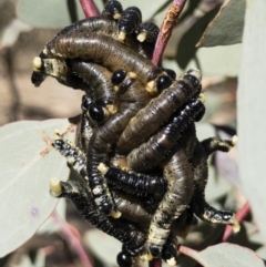 Perginae sp. (subfamily) at Michelago, NSW - 22 Jul 2018 11:44 AM