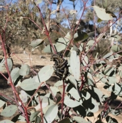 Perginae sp. (subfamily) at Michelago, NSW - 22 Jul 2018 11:44 AM