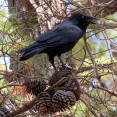 Corvus coronoides (Australian Raven) at Fadden, ACT - 24 Mar 2019 by RodDeb