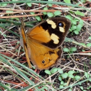 Heteronympha merope at Fadden, ACT - 24 Mar 2019