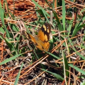 Heteronympha merope at Fadden, ACT - 24 Mar 2019