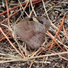 Heteronympha merope at Fadden, ACT - 24 Mar 2019