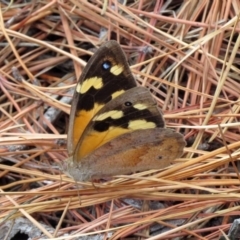 Heteronympha merope at Fadden, ACT - 24 Mar 2019