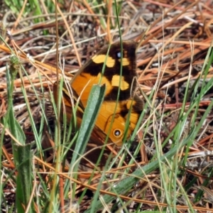 Heteronympha merope at Fadden, ACT - 24 Mar 2019