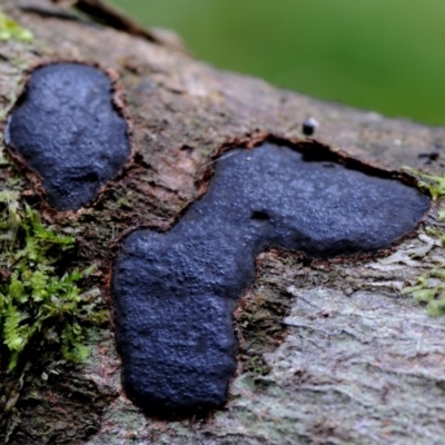 Unidentified Fungus at Box Cutting Rainforest Walk - 21 Mar 2019 by Teresa