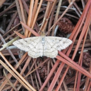 Scopula rubraria at Chisholm, ACT - 24 Mar 2019