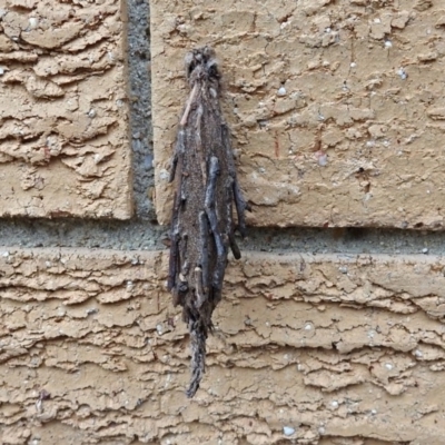 Metura elongatus (Saunders' case moth) at Macarthur, ACT - 24 Mar 2019 by RodDeb