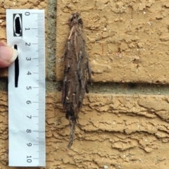 Metura elongatus at Macarthur, ACT - 24 Mar 2019