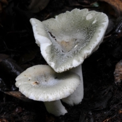 Russula viridis (Russula viridis) at Box Cutting Rainforest Walk - 21 Mar 2019 by Teresa