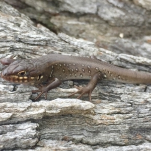 Liopholis whitii at Mount Clear, ACT - 23 Mar 2019 04:31 PM