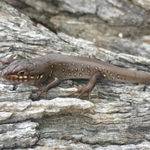 Liopholis whitii at Mount Clear, ACT - 23 Mar 2019