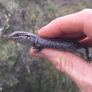 Liopholis whitii at Mount Clear, ACT - 23 Mar 2019 04:31 PM