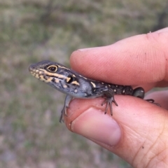 Liopholis whitii at Mount Clear, ACT - 23 Mar 2019 04:31 PM