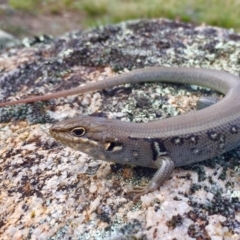 Liopholis whitii at Mount Clear, ACT - 23 Mar 2019 04:31 PM