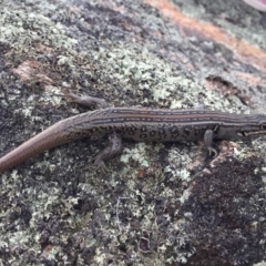 Liopholis whitii at Mount Clear, ACT - 23 Mar 2019 04:31 PM