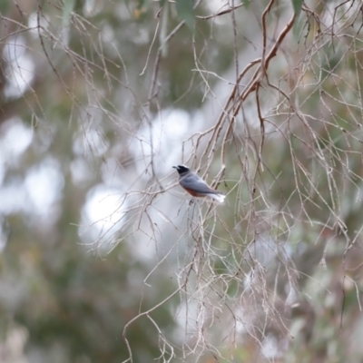 Artamus superciliosus (White-browed Woodswallow) at Bowning, NSW - 17 Nov 2018 by JimL