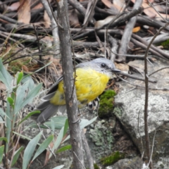 Eopsaltria australis (Eastern Yellow Robin) at Cotter River, ACT - 23 Mar 2019 by MatthewFrawley