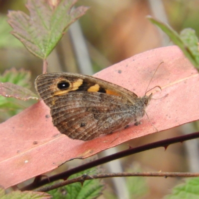 Geitoneura klugii (Marbled Xenica) at Cotter River, ACT - 23 Mar 2019 by MatthewFrawley