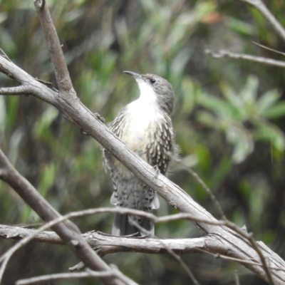 Cormobates leucophaea (White-throated Treecreeper) at Cotter River, ACT - 23 Mar 2019 by MatthewFrawley