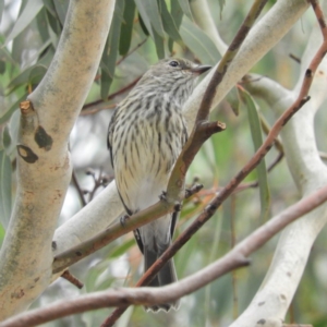 Pachycephala rufiventris at Cotter River, ACT - 23 Mar 2019