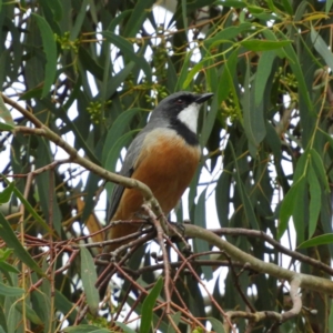 Pachycephala rufiventris at Cotter River, ACT - 23 Mar 2019