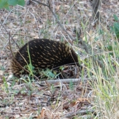 Tachyglossus aculeatus (Short-beaked Echidna) at Red Hill Nature Reserve - 24 Mar 2019 by JackyF