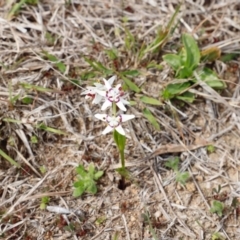 Wurmbea dioica subsp. dioica (Early Nancy) at Stromlo, ACT - 22 Sep 2018 by Cricket